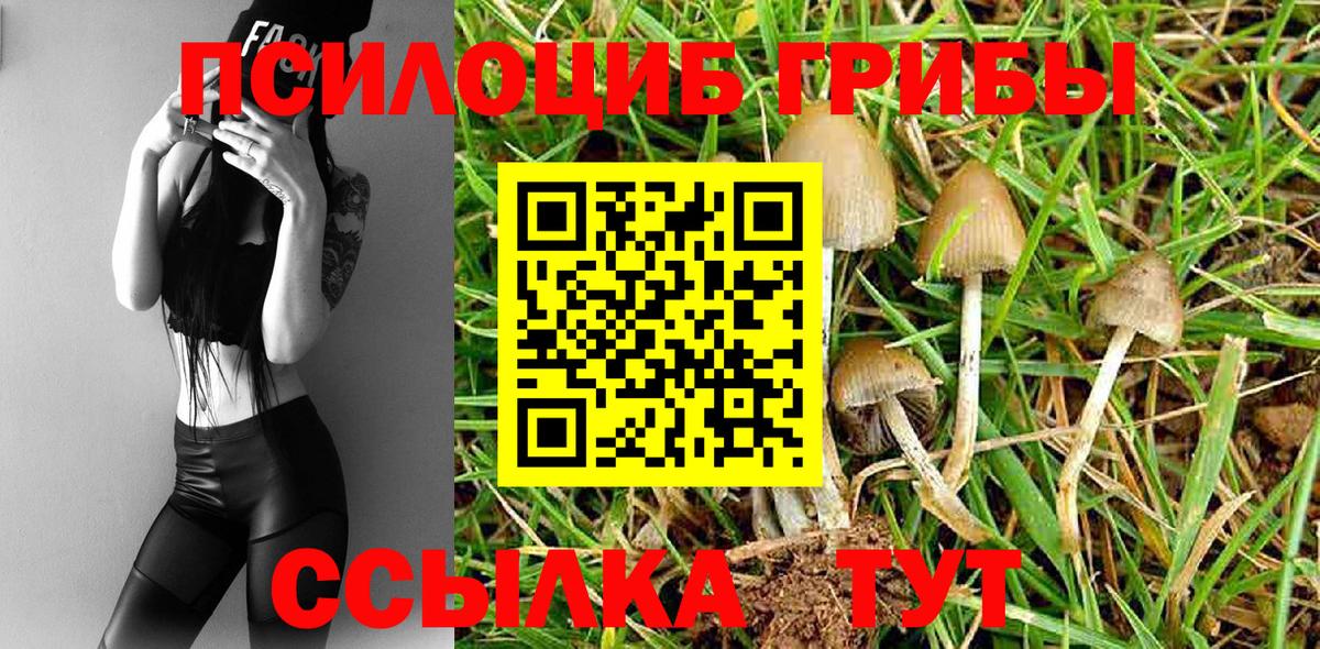 Кизилюрт  Галлюциногенные грибы Psilocybe  Вход с VPN 
